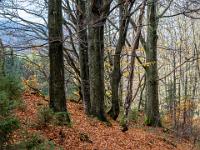 Herbststimmung im Buchenwald am Weg zum Kleinen Arbersee